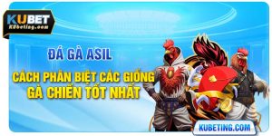 Đá Gà Asil - Cách Phân Biệt Các Giống Gà Chiến Tốt Nhất