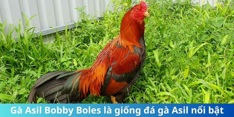 Gà Asil Bobby Boles là giống đá gà Asil nổi bật