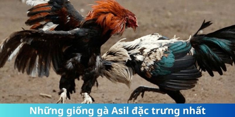 Những giống gà Asil đặc trưng nhất