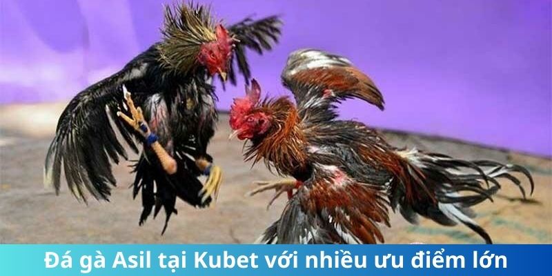 Đá gà Asil tại Kubet với nhiều ưu điểm lớn